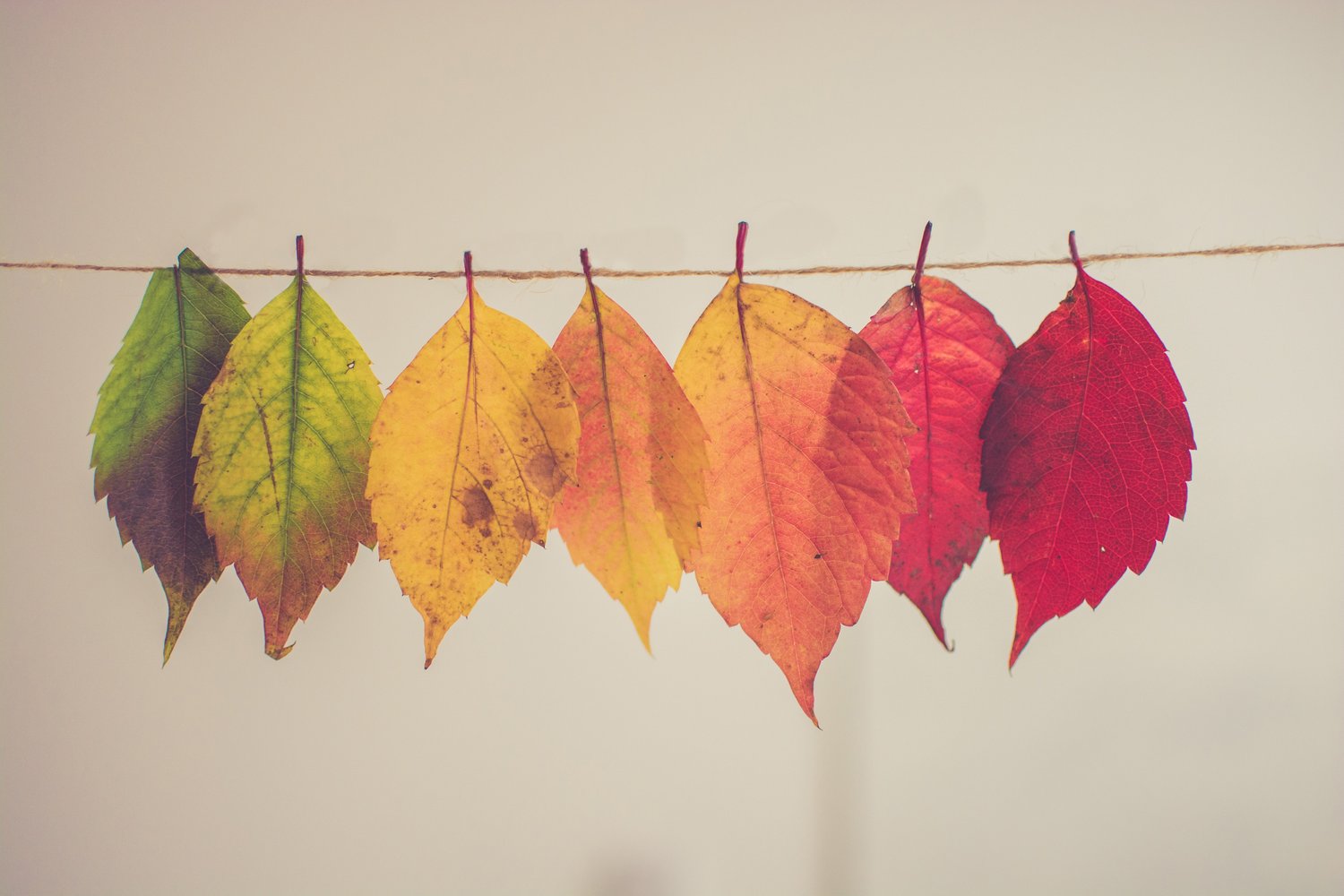 Do not Skip Your Season — Ethical Revolution